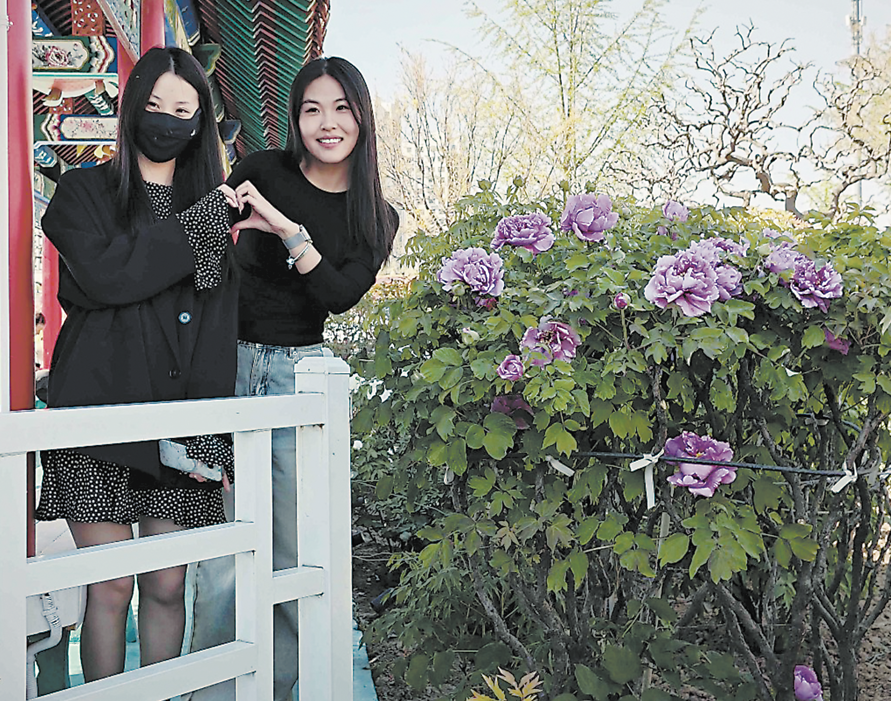 早花牡丹爭(zhēng)奇斗艷菏澤初現(xiàn)“花海人潮”景觀(guān)