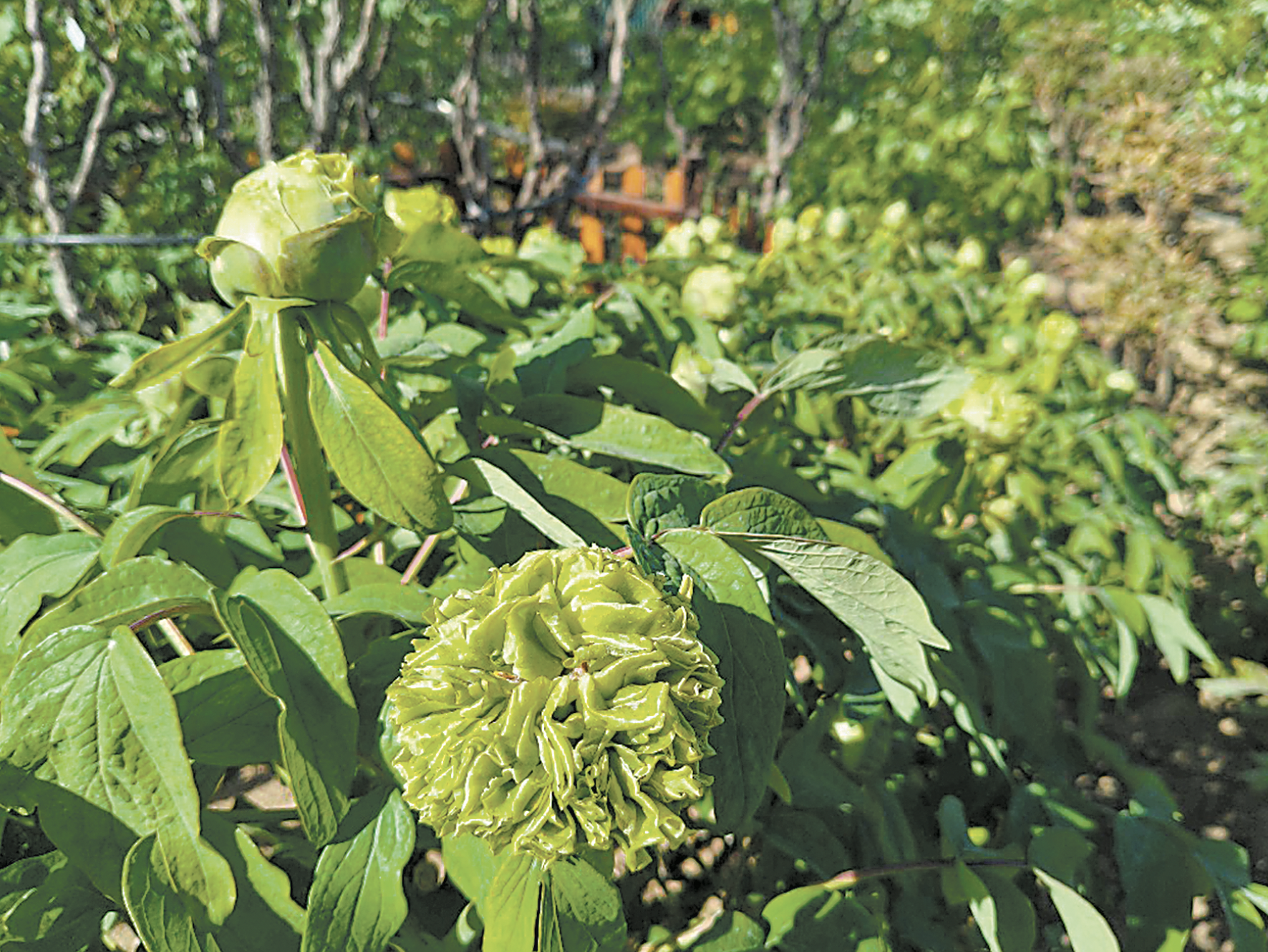  曹州百花園部分牡丹綻放